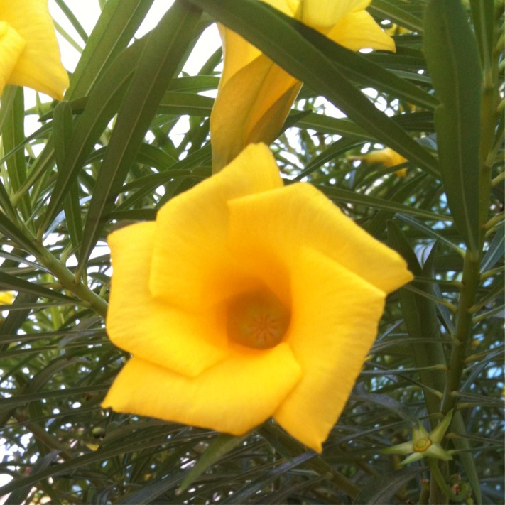 Thevetia peruviana (Adelfa amarilla, Amancay)