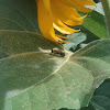 Bumble Bee =)