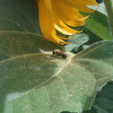 Bumble Bee =)