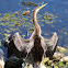 Anhinga