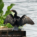 Reed Cormorant