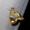 Nolid Moth