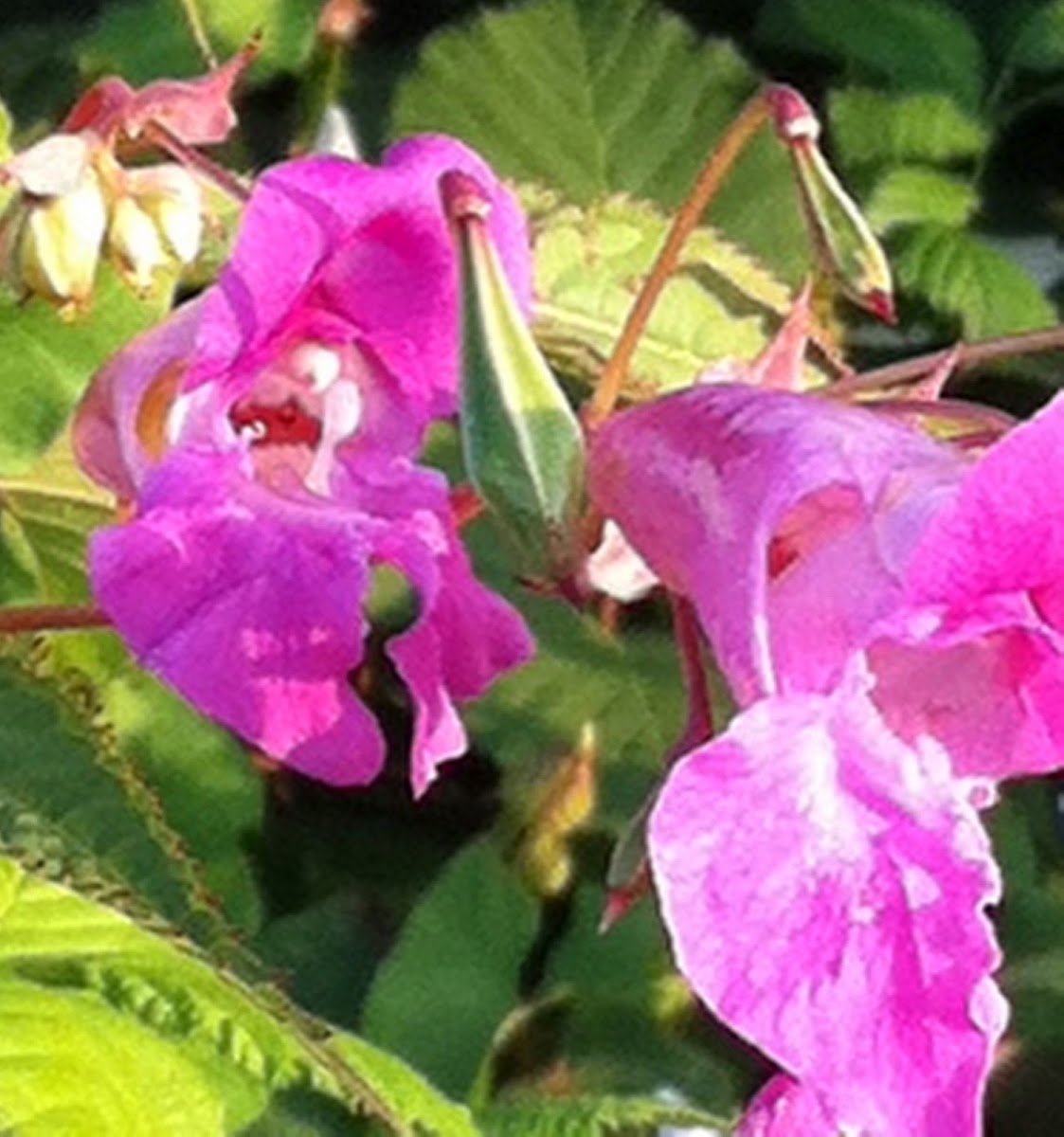 Himalayan Balsam