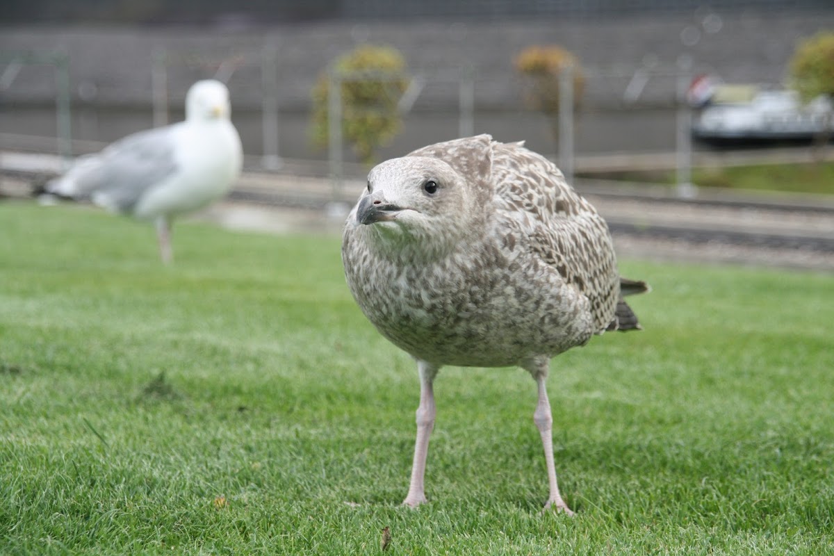 European Herring Gull (young)