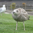 European Herring Gull (young)
