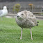 European Herring Gull (young)
