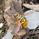 Yellowjacket Hoverfly