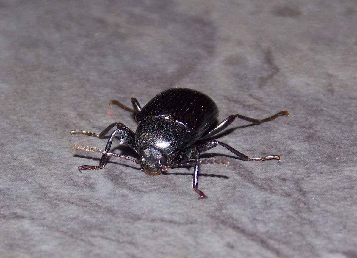Metallic Tree Darkling Beetle