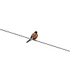 American Kestrel (Sparrow Hawk)
