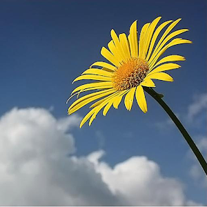 Photo Puzzle Of Flowers.apk 1.0
