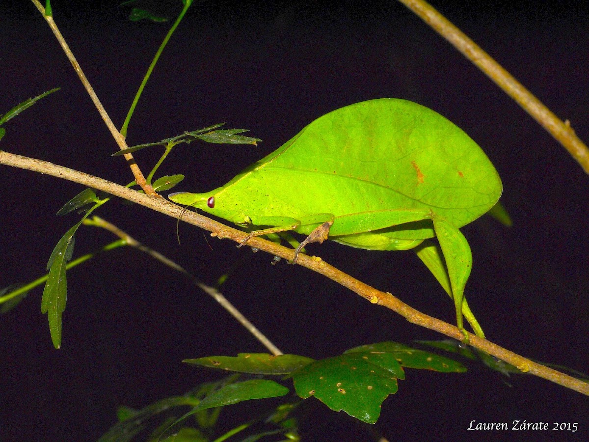 Leaf Mimic Katydid
