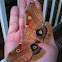 Polyphemus Moth