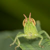 Grasshopper