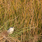 Black-crowned Night Heron