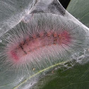 Pink tussock moth