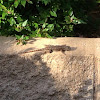 Northwestern Fence Lizard