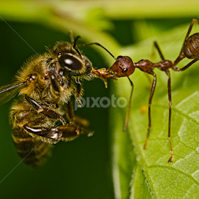 by Eko Janu - Animals Insects & Spiders