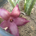 Stapelia