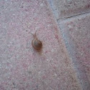 Grass Snail