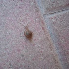 Grass Snail