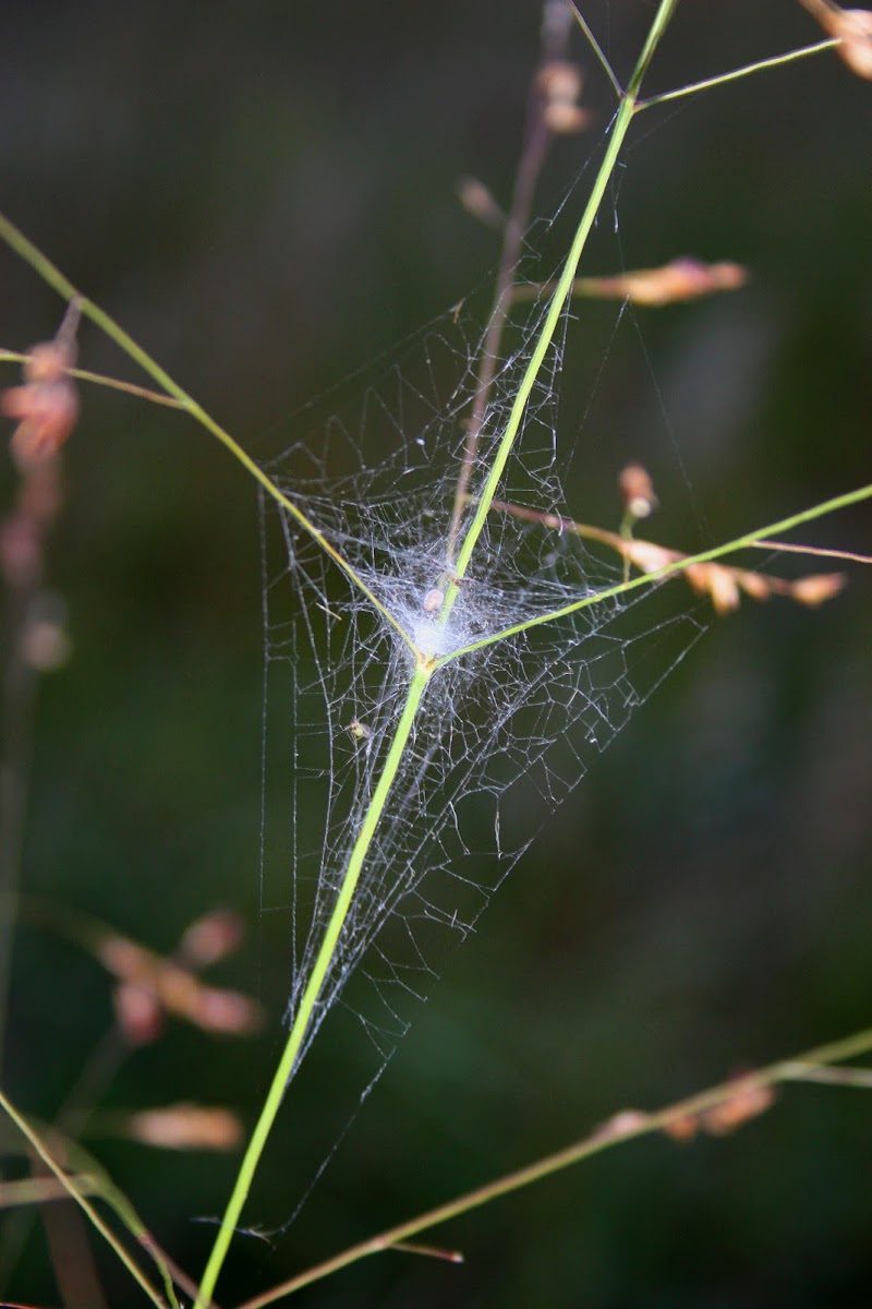 Mesh Web Weaver (web)