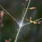 Mesh Web Weaver (web)