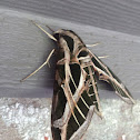 Vine Sphynx Moth