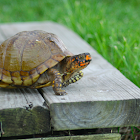 female three-toed box turtle