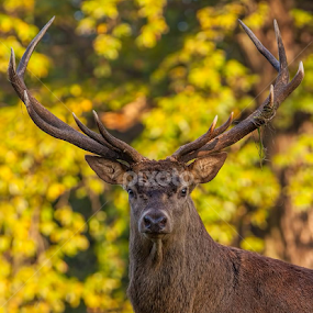 As long as you move slowly, very slowly, stopping each time the stag looks at you and NEVER get between him and his harem, he will acknowledge you are there and  by Steve BB - Animals Other Mammals