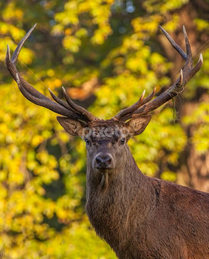 As long as you move slowly, very slowly, stopping each time the stag looks at you and NEVER get between him and his harem, he will acknowledge you are there and  by Steve BB - Animals Other Mammals