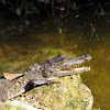 American Crocodile (juvenile)