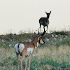 Pronghorn antelope