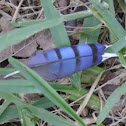 Blue Jay feather