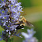 Long-horned Bee