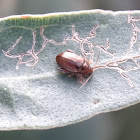 Brown leaf flea beetle