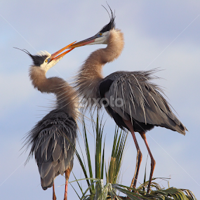 Courting Great Blue Herons by Sandra Blair - Animals Birds
