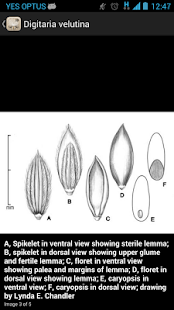 Federal Noxious Weeds Key(圖5)-速報App