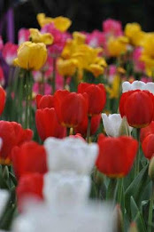 Tulip Puzzle poster 4