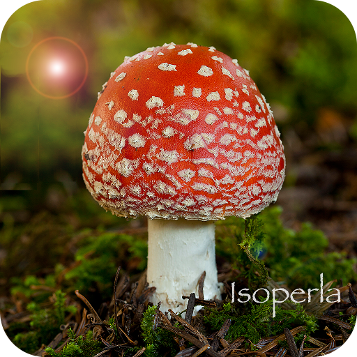 Mushroom Id - British Fungi LOGO-APP點子