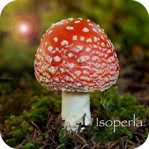 Mushroom Id - British Fungi