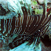 Lionfish