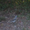 Northern Mockingbird