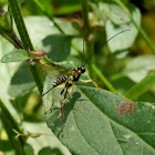 Case Moth Larvae Parasite Wasp - female