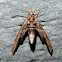 Dark Marathyssa Moth