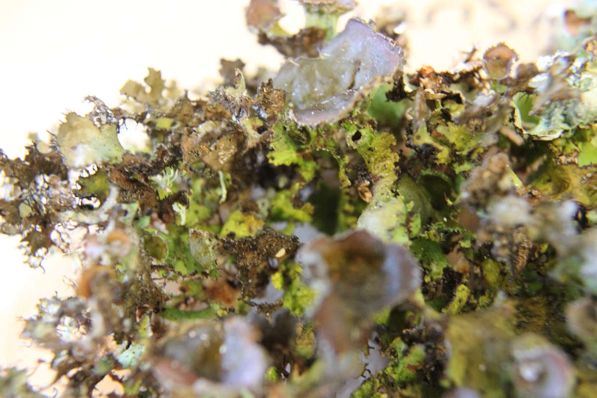 Tuckermannopsis Lichen