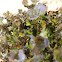 Tuckermannopsis Lichen