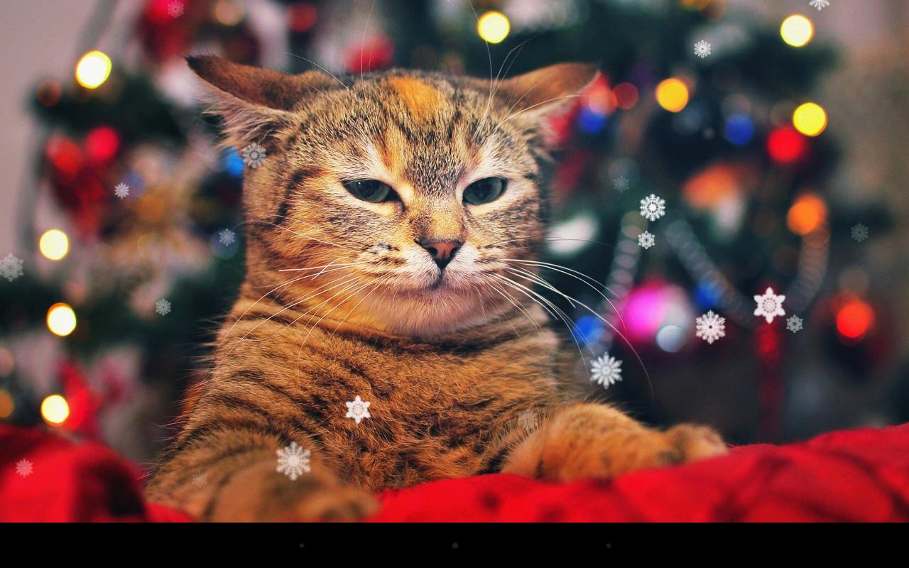 Xmas Cat Live Wallpaper - Android Apps on Google Play