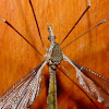 Crane Fly