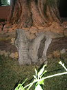 Olea Euopea Tree- 1500-1800ad