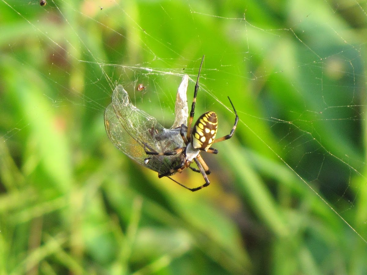 Orb weaver and prey